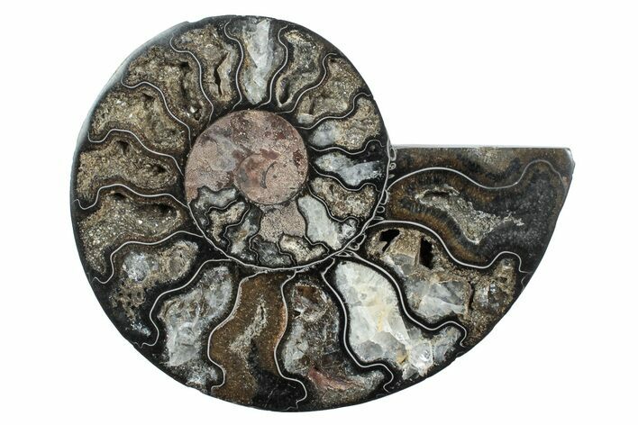 Cut & Polished Ammonite Fossil (Half) - Unusual Black Color #241515